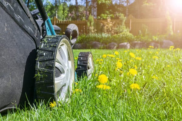 Grass mower in sunflower garden